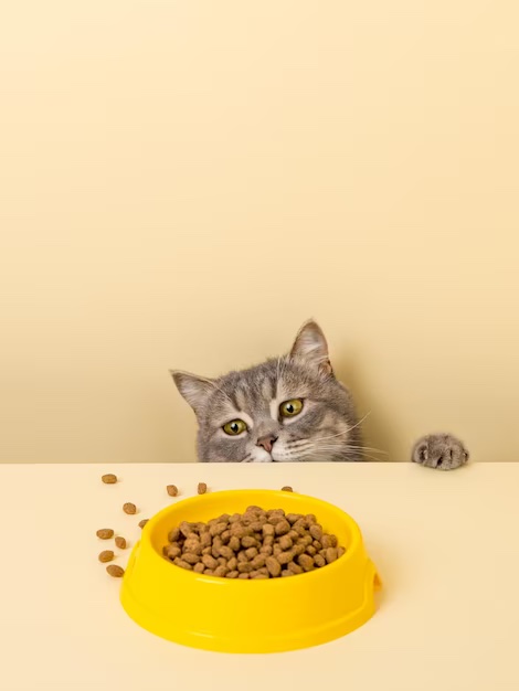 Selección de alimentos para gatos